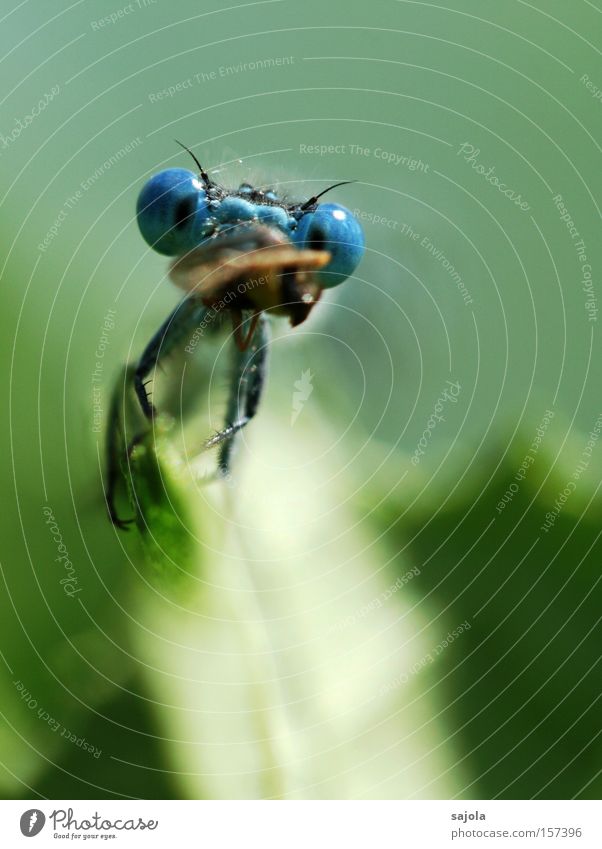 den mund zu voll genommen Ernährung Tier Fressen Klein Libelle Beute Facettenauge Auge Insekt Hochformat Farbfoto Außenaufnahme Nahaufnahme Makroaufnahme