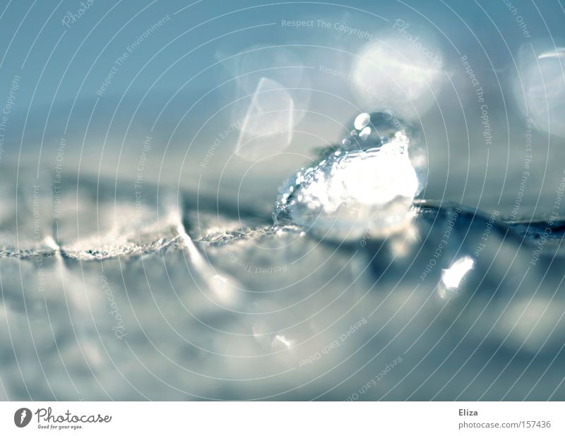 Ein Stückchen Winter Eis Schnee Frost kalt Kristalle Diamant Eiskristall Blatt Natur Makroaufnahme durchsichtig blau frisch Wasser glänzend Nahaufnahme