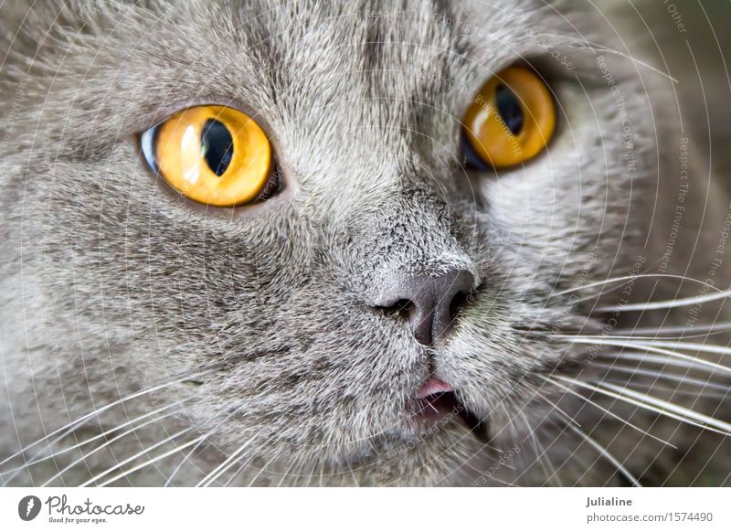 Katzenporträt mit gelben Augen Gesicht Tier Oberlippenbart Haustier Streifen (grau) blau) Säugetier Backenbart Koteletten Farbfoto