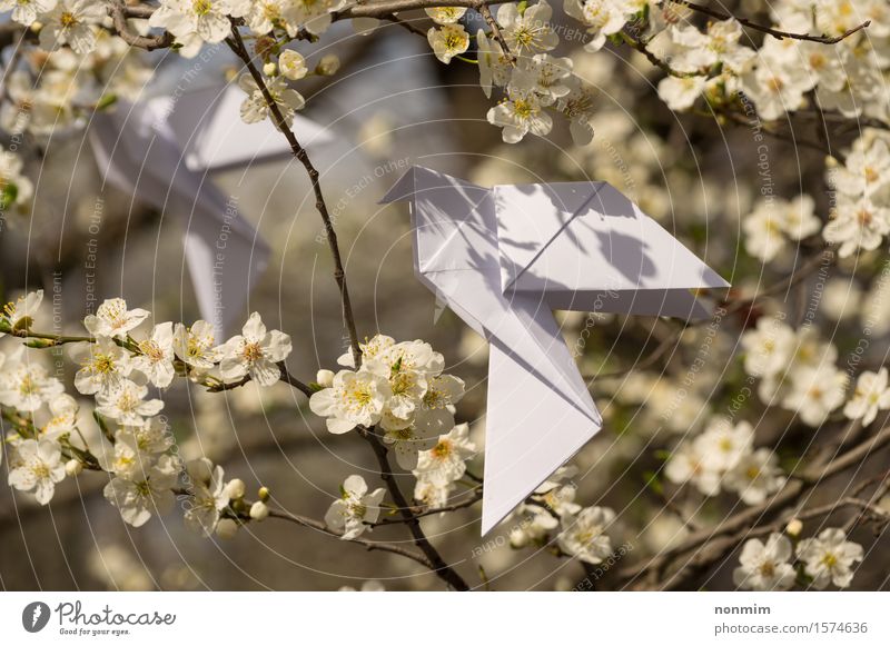 Weißer Origami tauchte die Vögel, die an blühendem Frühlingspflaumenbaum hängen Lifestyle elegant Glück schön Garten Dekoration & Verzierung Feste & Feiern