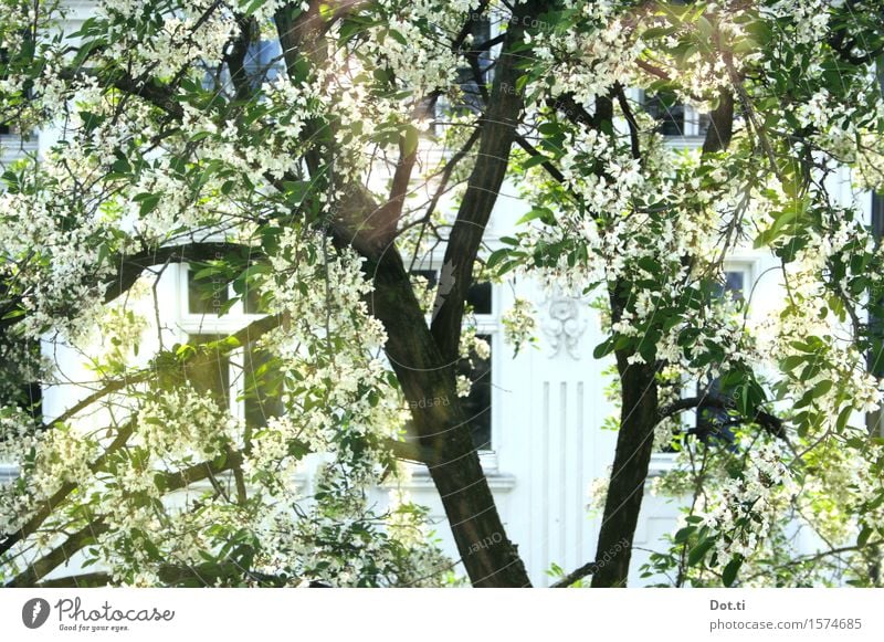 bloom Pflanze Sonnenlicht Frühling Schönes Wetter Baum Blüte Stadt Haus Fassade Fenster Blühend hell Frühlingsgefühle Fensterblick Altbau Robinie Straßenbaum