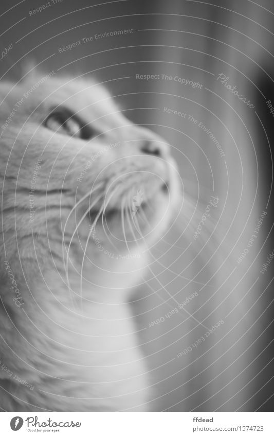 Schwarz-Weiß-Katze-Porträt Tier Haustier Tiergesicht 1 weiß Neugier Schnurrhaar Detailaufnahme Schwarzweißfoto Innenaufnahme Nahaufnahme Menschenleer Tag