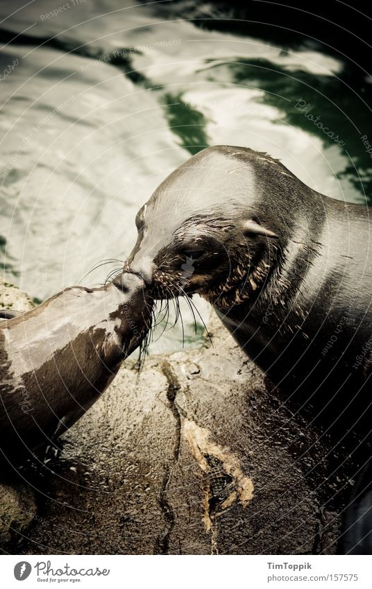 Sie dürfen die Robbe jetzt küssen Robben Seehund Küssen Liebe Zärtlichkeiten Zoo Wasser Treue Zuneigung feucht Meer Sehnsucht Verliebtheit eng Intimität