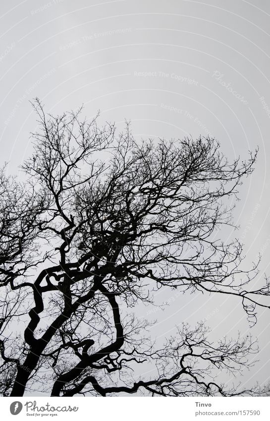 Baum mit Herz Ast Zweig Winter kahl trüb trist Silhouette Phantasie verwuschelt Baumkrone Blick zum Himmel