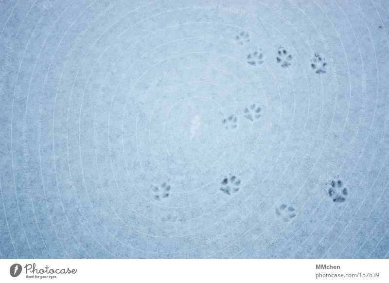 CatWalk Barfuß Tier Fußspur Zehen Pfote kalt Winter Fährte Wandertag orientierungslos Katze Hund Säugetier Schnee Eis