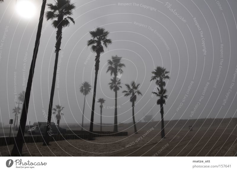 Palmen im Nebel Wetter Sonne Strand Los Angeles Kalifornien Ferien & Urlaub & Reisen USA Baum Küste Himmel