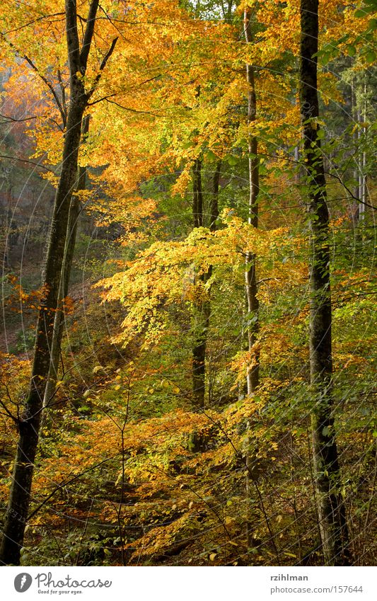 Herbstwald Ast Baumstamm Blatt Farbe Jahreszeiten Pflanze Wald mehrfarbig herbstlich Herbstidylle leuchten
