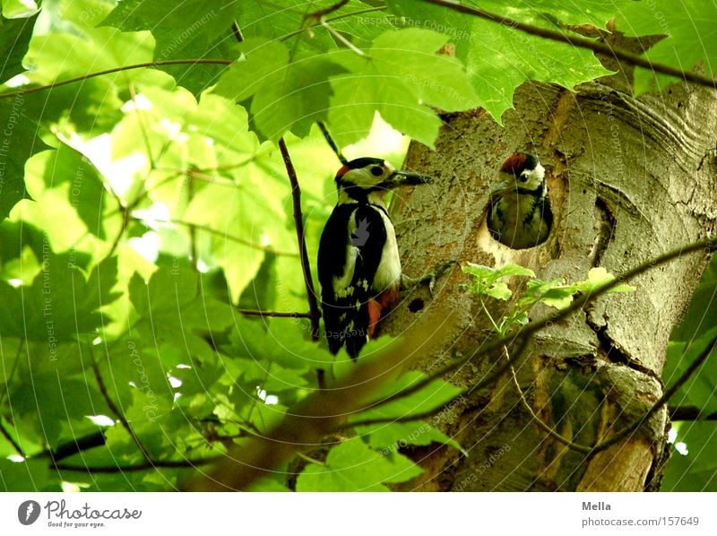 Elternstress Umwelt Natur Pflanze Tier Baum Wald Vogel Specht Buntspecht 2 Tierfamilie füttern natürlich grün Schutz Futter Küken kümmern behüten Nachkommen