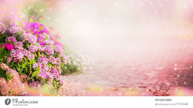 Garten Hintergrund mit rosa Blumen Lifestyle Design Sommer einrichten Dekoration & Verzierung Natur Pflanze Sonnenlicht Frühling Herbst Schönes Wetter Gras