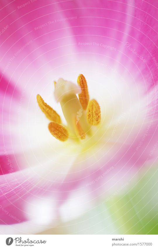 Tulpenstempel Natur Pflanze Frühling Blume Gefühle Stimmung Blütenstempel Blütenknospen Blütenblatt Blütenpflanze Tulpenblüte Tulpenknospe rosa Stempel Farbfoto