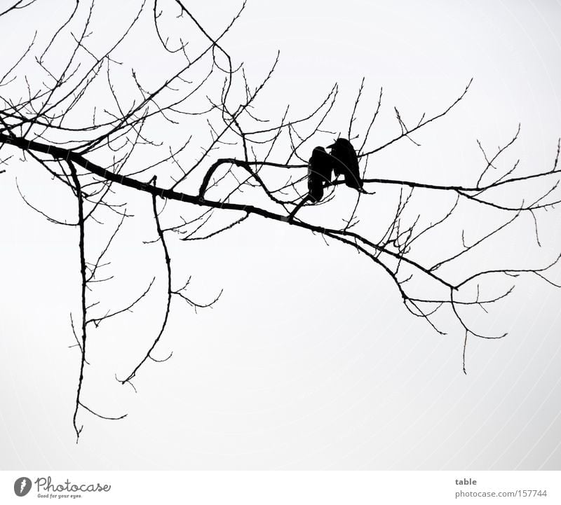 Tratschtanten Ast Zweig Vogel Winter Baum Rabenvögel kalt Liebe sprechen grau schwarz paarweise zusammengehörig Tierpaar