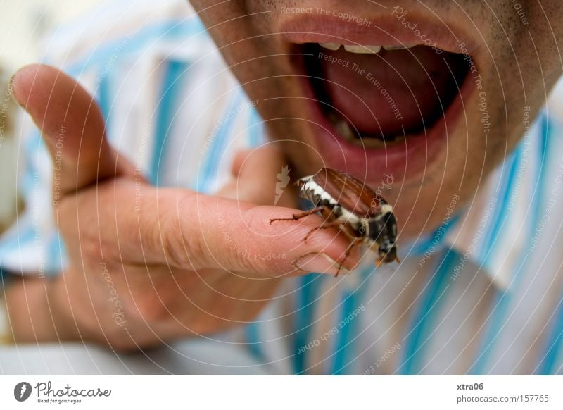 Picknick mit TIERnahrung Mund Finger Käfer Insekt Maikäfer Hemd gestreift Ernährung vertilgen Essen