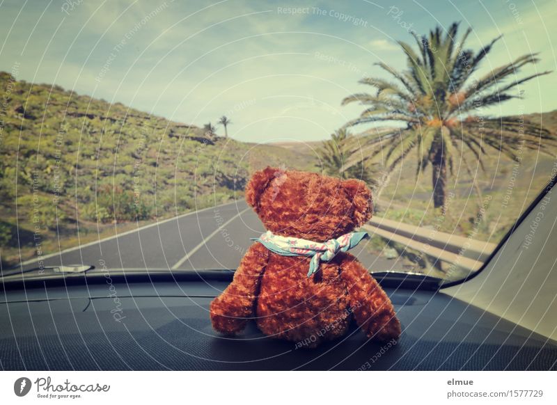 Teddy Per macht Urlaub (9) Ferien & Urlaub & Reisen Ausflug Abenteuer Sommerurlaub Palme Autofahren Straße Leitplanke Spielzeug Teddybär Stofftiere Horizont