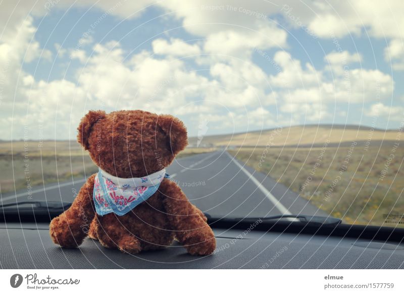 Teddy Per macht Urlaub (19) Ferien & Urlaub & Reisen Ausflug Ferne Sommerurlaub Wolken Schönes Wetter Autofahren Straße Teddybär Stofftiere Blick sitzen