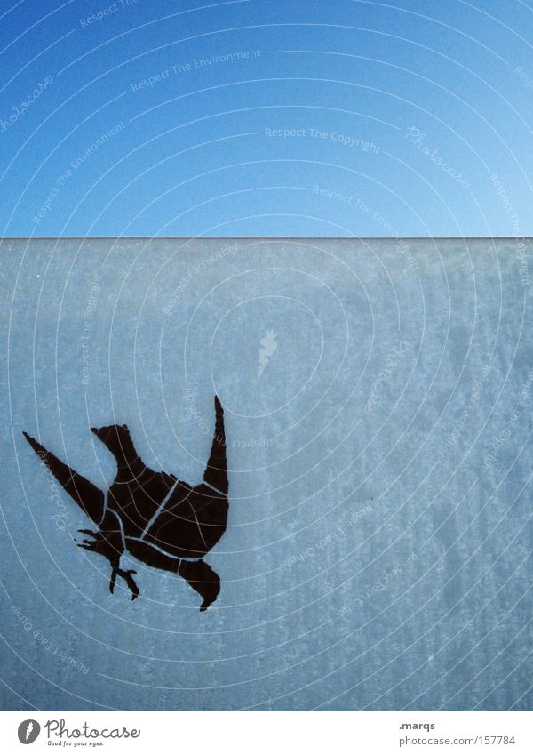 Mauersegler Farbfoto Außenaufnahme Textfreiraum rechts Textfreiraum oben Silhouette Fenster Tier Vogel fliegen Jagd außergewöhnlich kalt blau Leben Ausdauer