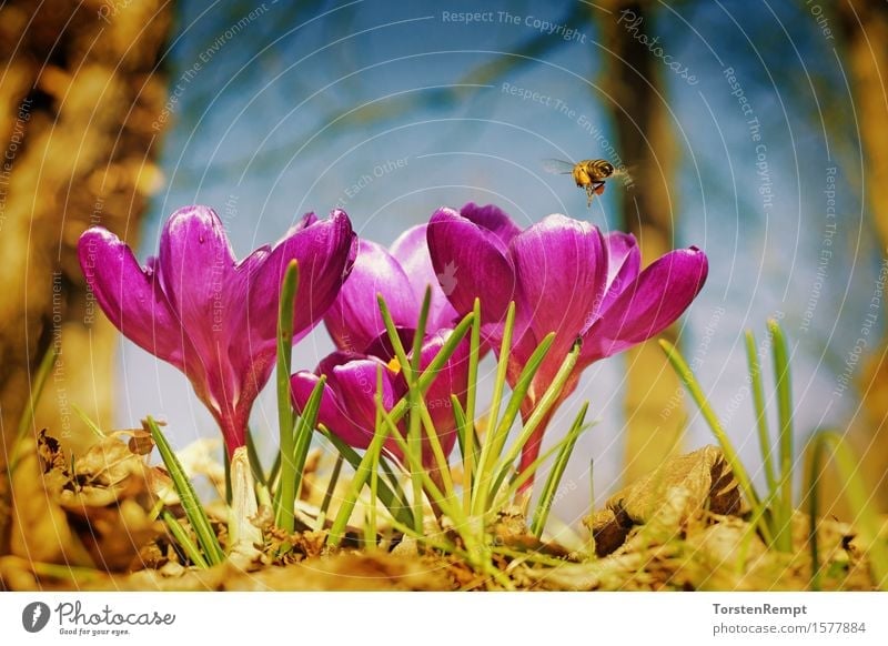 Krokus mit Biene Pflanze Frühling Blume Blüte Garten Park Duft violett rosa Krokusse Schwertlilie Vintage Blumen Nahaufnahme orange Farbfoto Außenaufnahme Tag