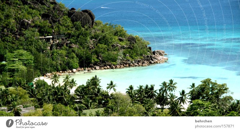 ein stück vom himmel Seychellen Palme Trauminsel Flitterwochen Fernweh Strand Bucht Wasser Meer Riff Schnorcheln genießen Küste praslin Ferien & Urlaub & Reisen