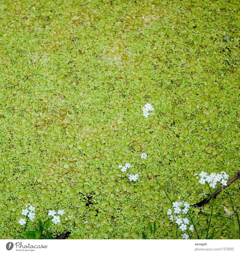 Biotop Wasserlinsen Teich See Blume Blüte fein Pflanze Gewässer Sumpf lein gras teichlinse Lein duckweed waterlens lemna minor Schwimmbad biotope Blühend Gras