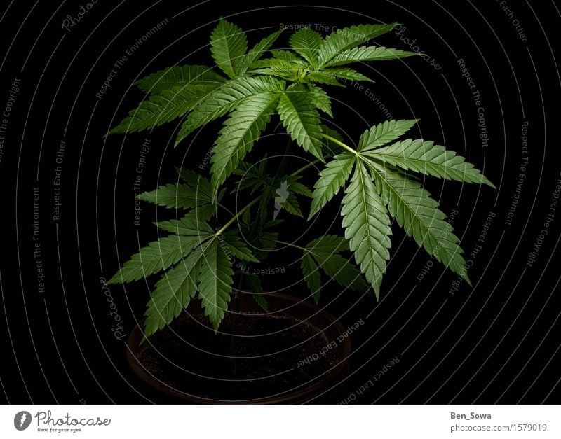Eine dämonische Pflanze Natur Gras Hanf Nutzpflanze Topfpflanze Cannabis Cannabisblatt Wachstum dunkel glänzend grün schwarz Farbfoto Menschenleer