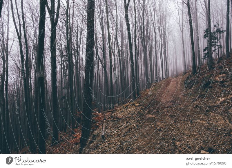 Gloomy Woods Natur Landschaft Herbst Winter schlechtes Wetter Nebel Baum Wald Wege & Pfade gruselig Abenteuer geheimnisvoll kalt Farbfoto Außenaufnahme