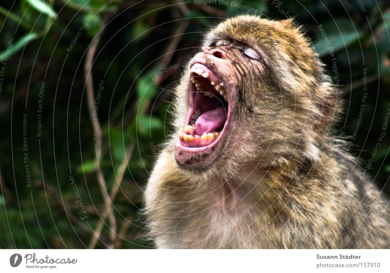 Affe nach dem Zahnarztbesuch... Affen Gebiss weiß Bohrmaschine Bohrer Angst Zunge schreien Mundhöhle Behaarung Säugetier Affenwald