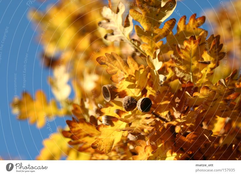 goldener Herbst Blatt Jahreszeiten Eicheln Sonne Himmel Baum Wärme gelb braun Laubfall
