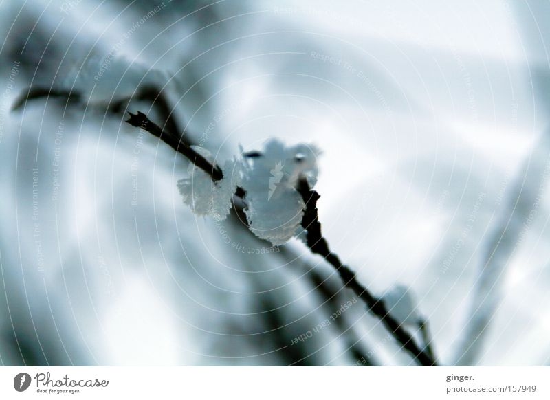 Eis-Zweiglein Winter Schnee Natur Wetter Frost kalt grau weiß Romantik gefroren meliert Detailaufnahme Licht