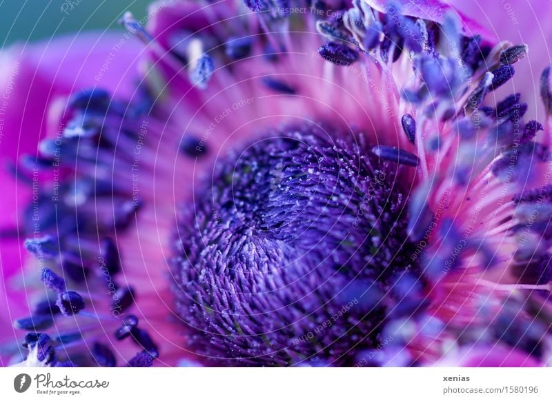 Makroaufnahme violetter Anemonenkern Blume Staubfäden Blüte Garten-Anemone Hahnenfußgewächse rosa fein zart Außenaufnahme Nahaufnahme Detailaufnahme