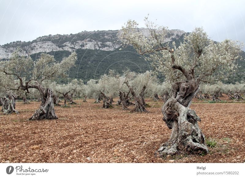 alt und knorrig Umwelt Natur Landschaft Pflanze Erde Himmel Frühling Baum Nutzpflanze Olivenbaum Olivenhain Feld Berge u. Gebirge Serra de Tramuntana Insel