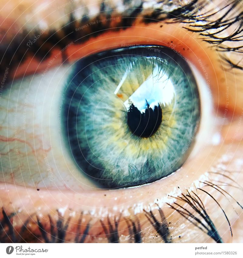 Licht des Leibes Auge Wimpern Wimperntusche Regenbogenhaut Pupille Gefäße Blick blau gelb grau grün schwarz weiß Reflexion & Spiegelung Leben einzigartig