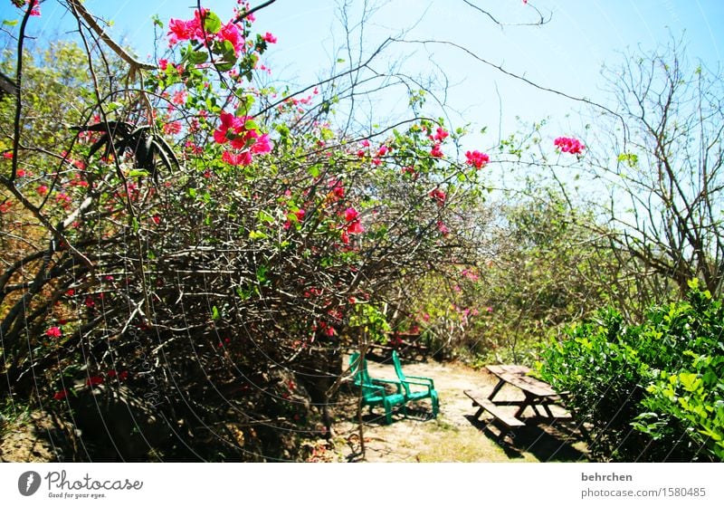 genießen | garten eden Ferien & Urlaub & Reisen Tourismus Ausflug Abenteuer Ferne Freiheit Natur Pflanze Himmel Schönes Wetter Baum Sträucher Blatt Blüte Garten