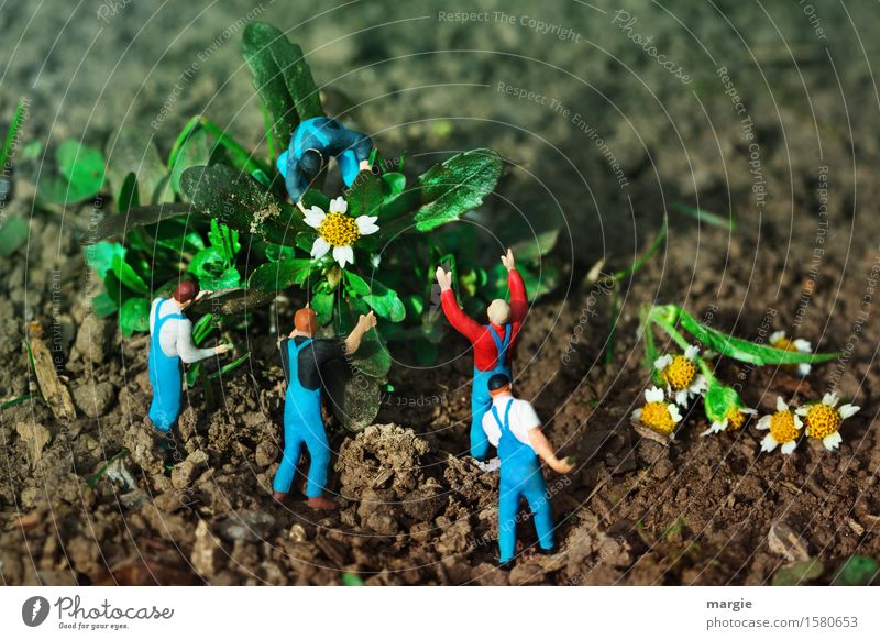Miniwelten - Blumenernte Gartenarbeit Arbeitsplatz Dienstleistungsgewerbe Team Mensch maskulin Mann Erwachsene 5 Pflanze Baum Blatt Blüte blau grün Querformat