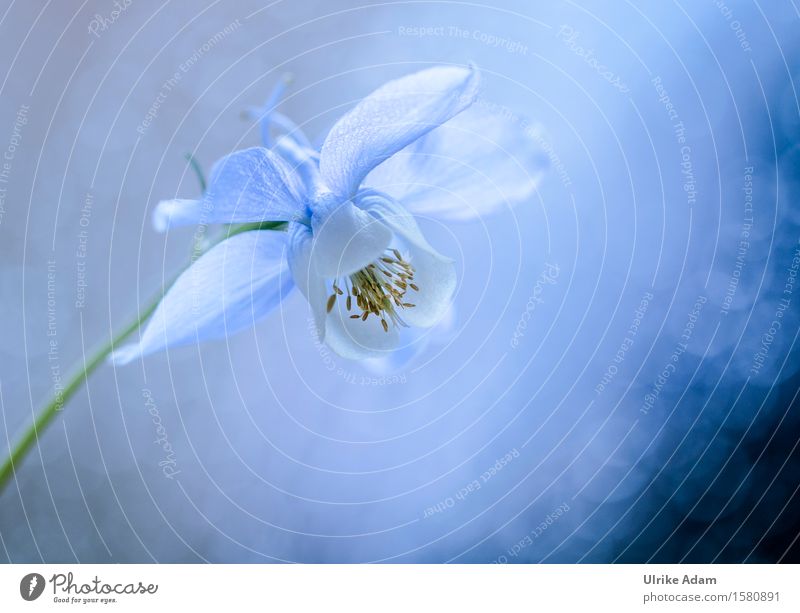 Blau / Weiße Akelei Dekoration & Verzierung Poster Kunstwerk Natur Pflanze Frühling Sommer Blume Blüte Topfpflanze Garten Blumenstrauß Blühend glänzend leuchten
