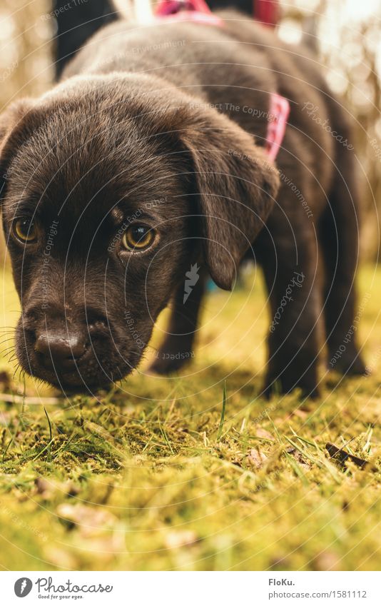 Schnüffel schnüffel Erde Gras Moos Garten Park Wiese Tier Haustier Hund 1 Tierjunges klein Neugier niedlich braun Stimmung Labrador spionieren Geruch Suche