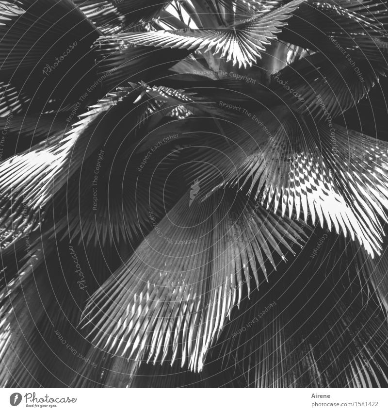 Fächersammlung Pflanze Baum Blatt exotisch Palme Palmenwedel Strahlenpalme Fächerpalme grau gefiedert strahlenförmig Schwarzweißfoto Außenaufnahme Muster