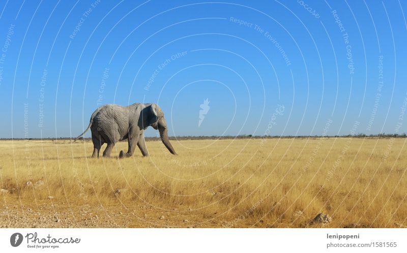 Dicke Haut mit Köpfchen Natur Landschaft Himmel Wolkenloser Himmel Sonne Sommer Schönes Wetter Gras Sträucher Wüste Etoscha-Pfanne Namibia Tier Wildtier Elefant
