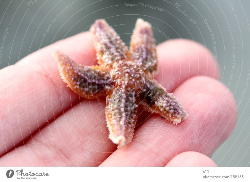 StarFish Seestern Meer Strand Hand Sand Wasser Lebewesen Sammlung Finger 5 nass Unterwasseraufnahme Haut Sommer schön Meeresbewohner Arme Küste