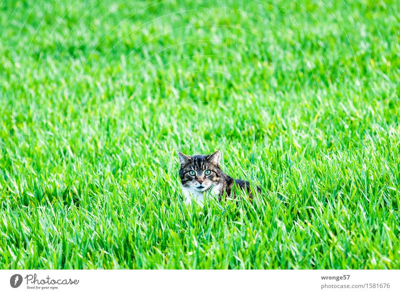 Ausflug ins Grüne Pflanze Tier Frühling Feld Haustier Katze 1 beobachten Jagd liegen natürlich braun grün weiß achtsam Wachsamkeit Hauskatze Katzenkopf