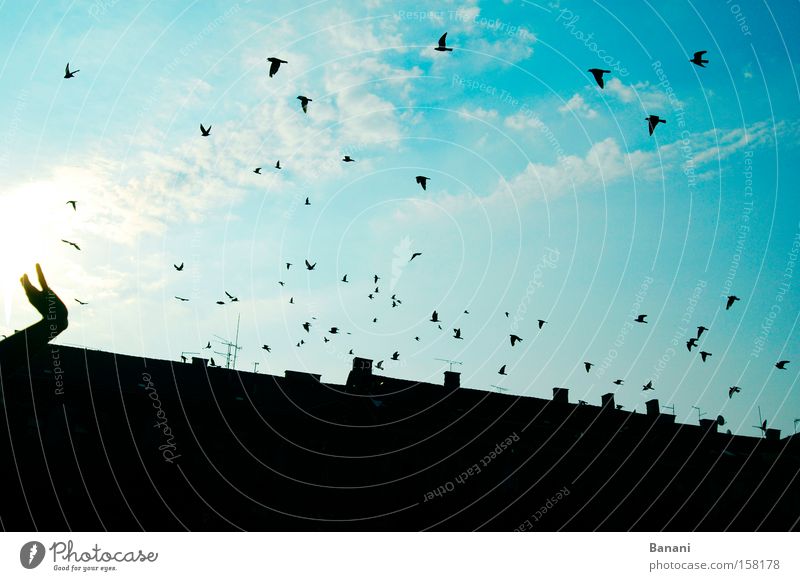 Freiheit Himmel Haus Vogel Glück Schwalben fliegen Ferien & Urlaub & Reisen blau Wolken Hand Dach Freude Außenaufnahme Sonne Ferne Reisefotografie Luftverkehr