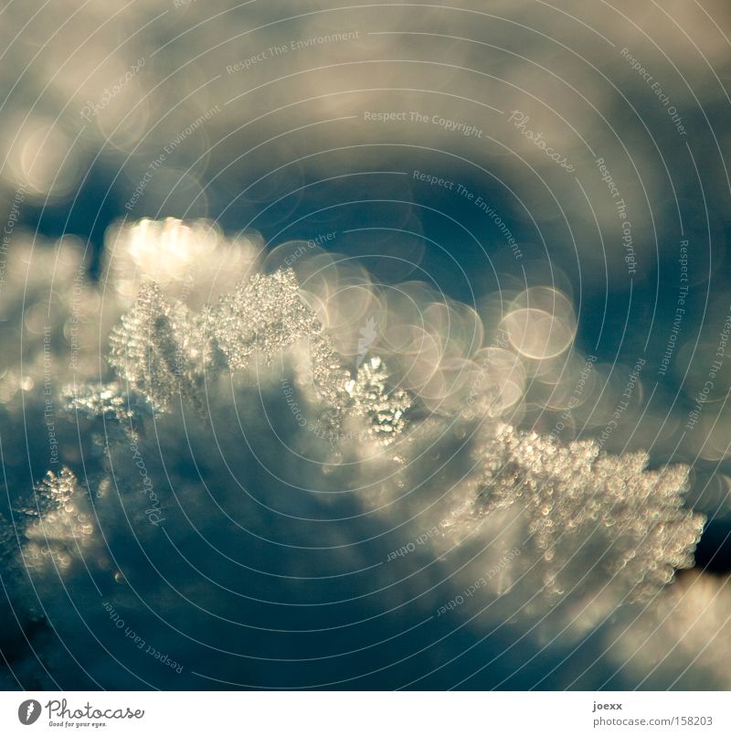Vergänglich Eis Eiskristall kalt Kristallstrukturen Licht Makroaufnahme Nahaufnahme Schnee Schneekristall Sonnenlicht Sonnenstrahlen Unschärfe Winter