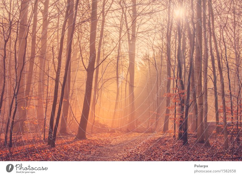 Waldlandschaft mit Nebel und Sonnenaufgang schön Sommer Umwelt Natur Landschaft Herbst Baum Blatt Park Straße hell grün Waldlichtung magisch Märchen Licht