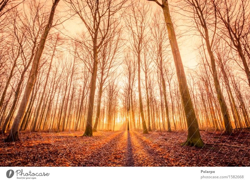 Die Sonne geht in einem Wald auf schön Sommer Umwelt Natur Landschaft Herbst Nebel Baum Blatt Park Straße hell grün Waldlichtung magisch Märchen Licht fallen