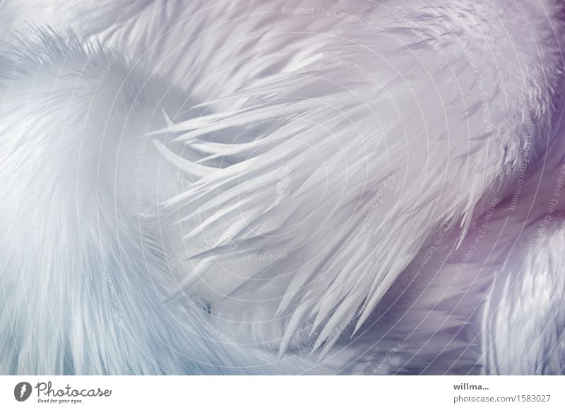 white balance Tier Feder gefiedert Flaum Pelikan weiß ästhetisch exotisch zart hell leicht Pastellton graphisch Ruderfüßer Detailaufnahme Strukturen & Formen