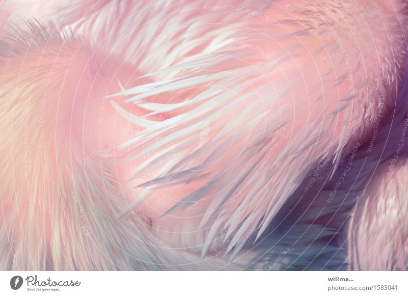 Rosa Balance Federn rosa weich gefiedert Flaum Pelikan ästhetisch exotisch hell zart rosé Wasservogel leicht Pastellton Strukturen & Formen Tier Hals pastellig