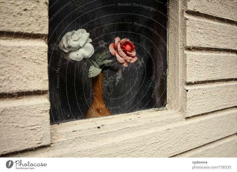 In meinem kleinen Fensterchen Nostalgie Ostalgie Gardine Blume Kitsch Vergangenheit Zeit Vergänglichkeit Kunststoff stagnierend Romantik Kunstblume