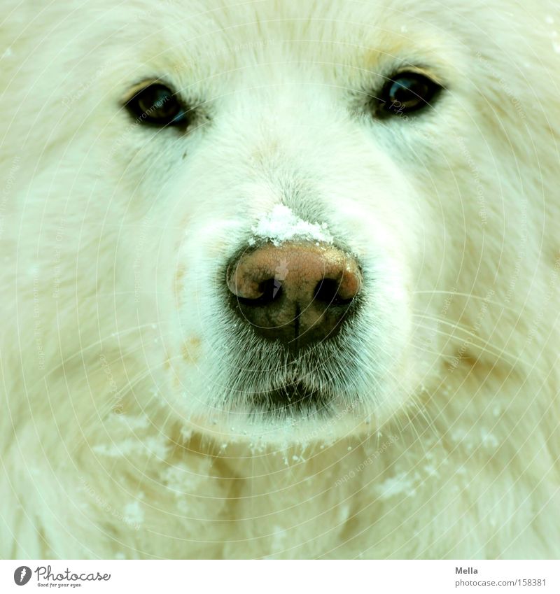 Hund! Schnee Fell weiß Wachsamkeit Konzentration frontal Nase Schnauze Auge direkt Flocke Säugetier Farbfoto Tierporträt Vorderansicht Blick