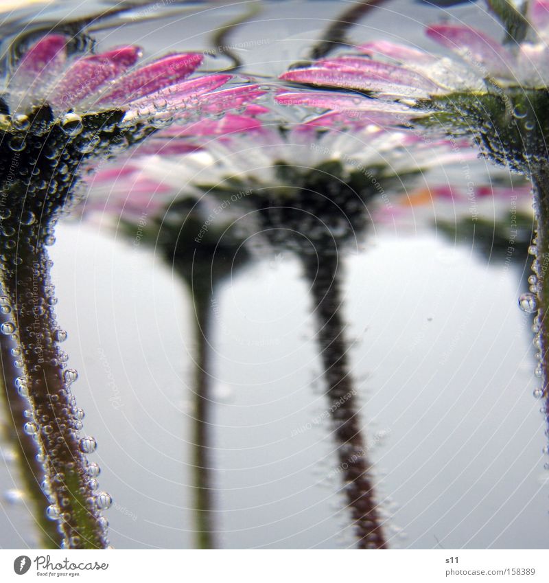Wasserballet Blume Wiese Unterwasseraufnahme Wasserblase Blubbern rosa weiß Luft Sauerstoff Sommer Makroaufnahme Nahaufnahme Geissenblümchen Stengel