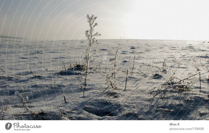 Eiswüste Farbfoto Außenaufnahme Winter Frost Gras Wüste frieren kalt trist gefroren Eisblumen karg Ödland Sibirien bodenfrost Schnee Tag