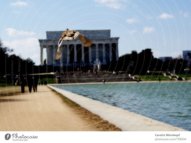 Auf auf und davon. Washington DC Amerika Gebäude Fluchtpunkt Himmel Wolken Mensch USA Ente Denkmal Reflection Pool fliegen Lincoln Memorial Reflecting Pool