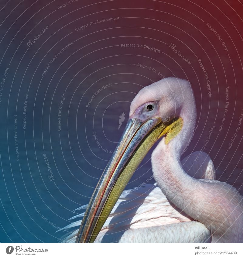 Pelikan vor blauem neutralem Hintergrund Wildtier Ruderfüßer Wasservogel Schnabel gelb weiß Textfreiraum Quadrat